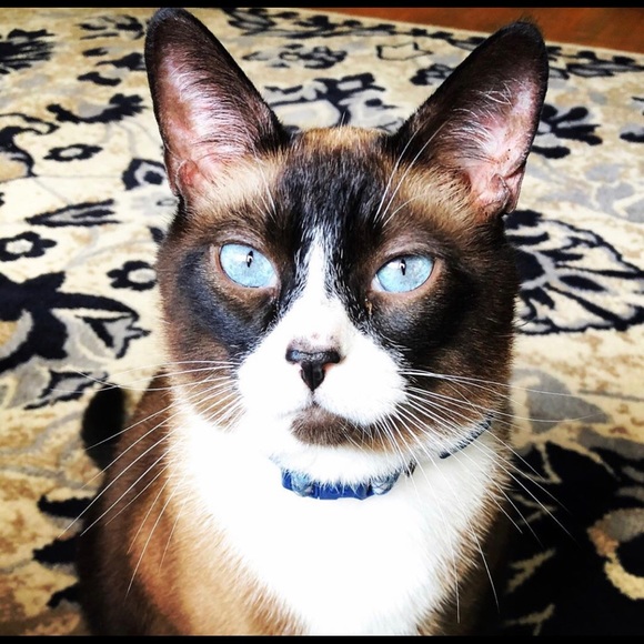 π π¦ Pet Friendly Home π π¦ - Picture 2 of 8